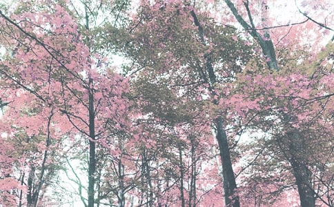 06�����և���������W�＾��W����