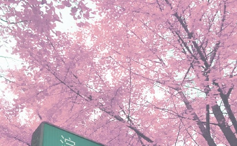 �＾���꼉�W(xu��)���u�Z(�R��8ƪ)