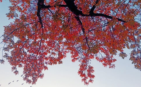 �������Z(y��)����