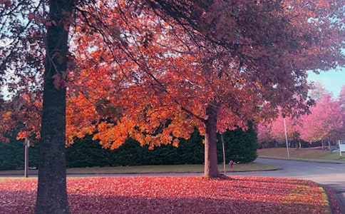 關(guān)于秋日情懷的經(jīng)典散文