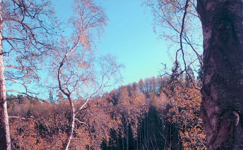 ����˽�Z����