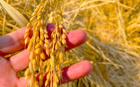 �P(gu��n)�ڌ����Ո��������