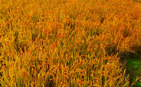 幫助農(nóng)戶收秋收活動簡報(通用5篇)