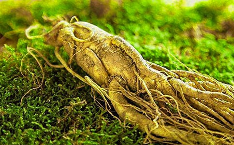 《偷吃人參果》讀后感