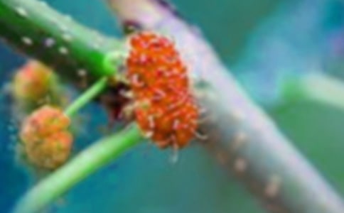 摘桑果作文300字(通用76篇)