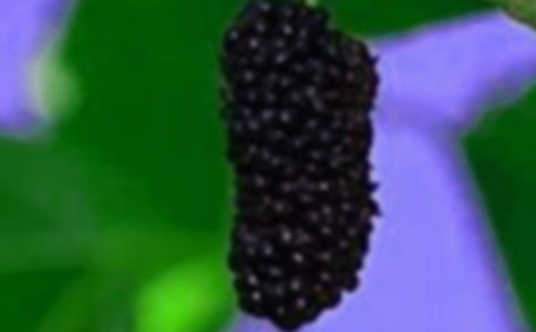 摘桑果作文400字(精選20篇)