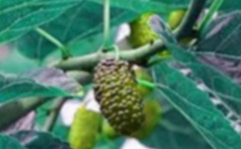 精選摘桑果作文300字四篇