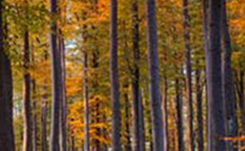 《木偶的森林》讀后感600字