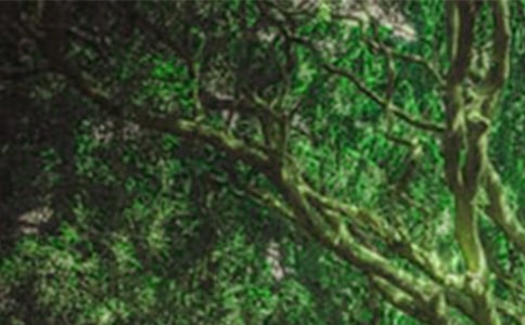 挪威的森林讀后感400字