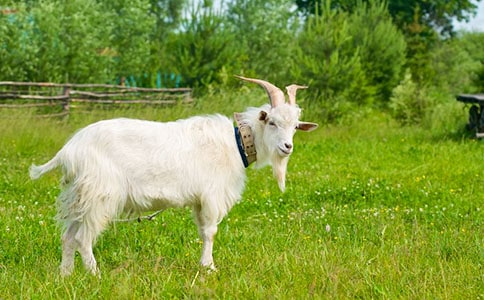 山羊請(qǐng)客作文