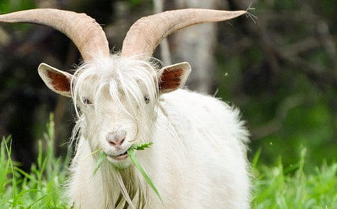 ����ɽ������