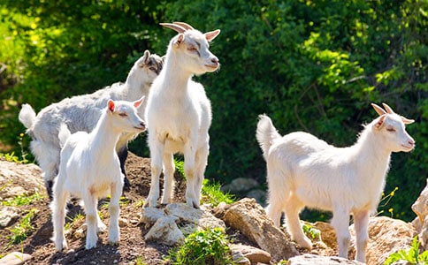 山羊歷險(xiǎn)記作文