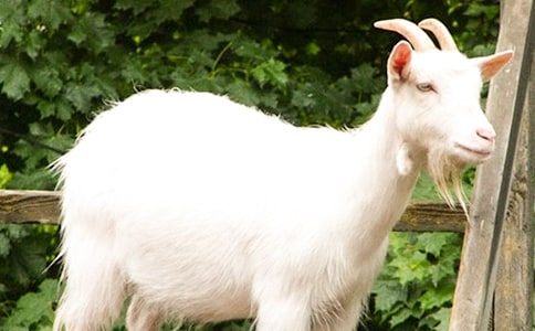 ���sɽ������