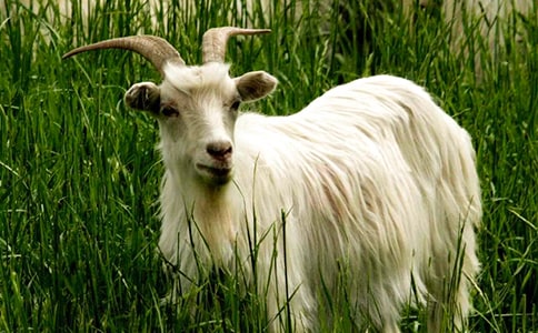 �x��ɽ�򲻳����òݡ��и�