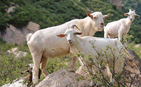 小兔扶山羊爺爺過(guò)獨(dú)木橋的看圖寫(xiě)話通用