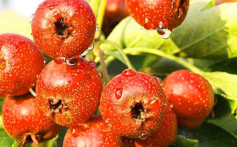 讀后感-山楂樹之戀