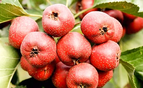 山楂干草茶功效是什么