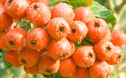 ժɽ����ģ����x7ƪ��