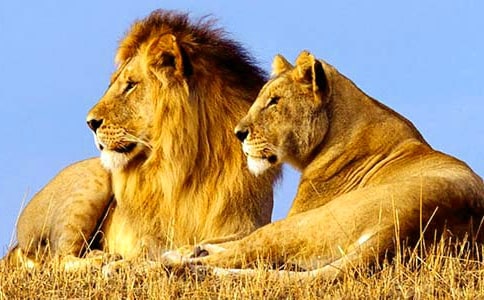 ������g(sh��)���{�ӡ��̰�