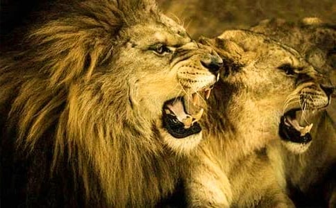 獅子王讀后感(9篇)