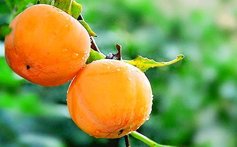 家鄉(xiāng)的柿子作文450字