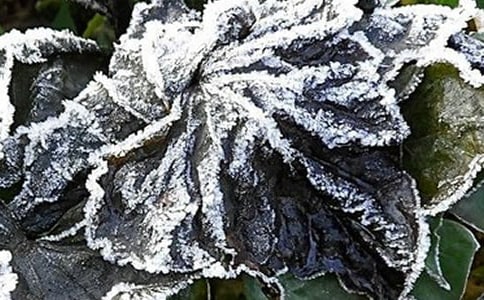 平遠縣近45年霜凍的變化規(guī)律