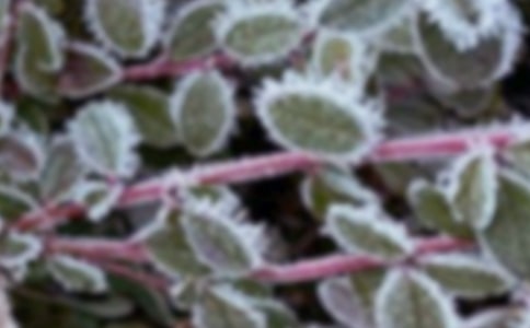 ���䴺��˪���l(f��)��Ҏ(gu��)���c���ؼ��g(sh��)