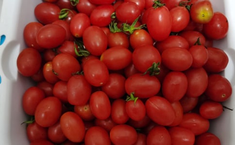 大班體育游戲教案《過橋摘水果》