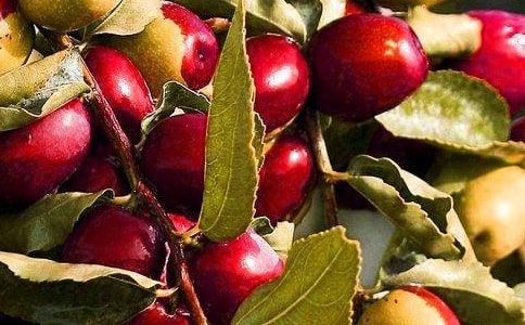 我喜歡吃的水果 香蕉150字作文