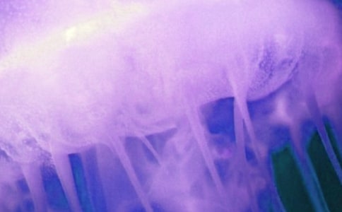 中班美術優(yōu)秀教案《紙杯水母》