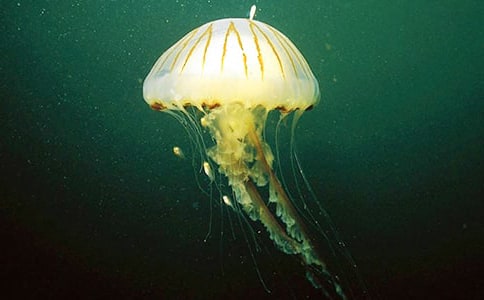 ����һ�ˮĸ���׷N���B(t��i)�����{�ȵ����ܷ���(y��ng)