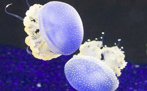 С�����g(sh��)�̰���ˮĸ����ͨ��8ƪ��