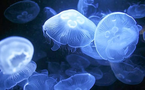 寵物水母的養(yǎng)殖方法