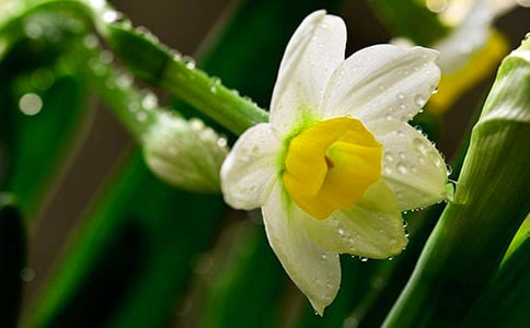 我家的水仙作文