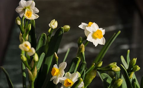 水仙的作文600字(精選6篇)