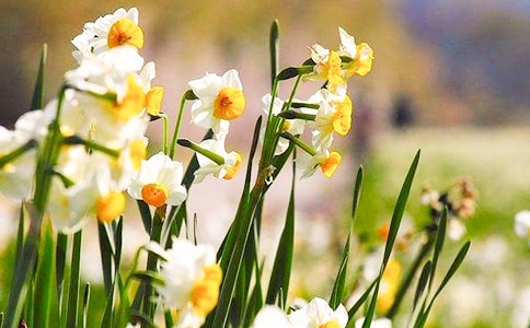 �Ҽҵ�ֲ��ˮ�ɻ�����