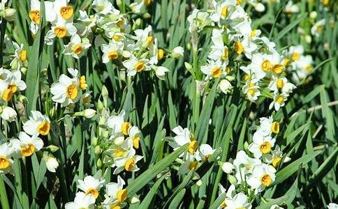 我家的水仙花的作文200字