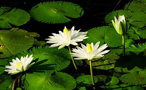 ˯ɏɏ���˽̰���꼉(j��)�σ�(c��)���Ԫ����