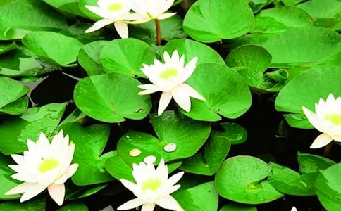 《睡蓮花開》大班優(yōu)秀科學(xué)教案