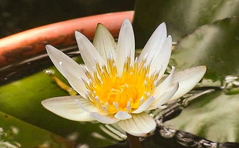 大班優(yōu)秀科學教案《睡蓮花開》含反思