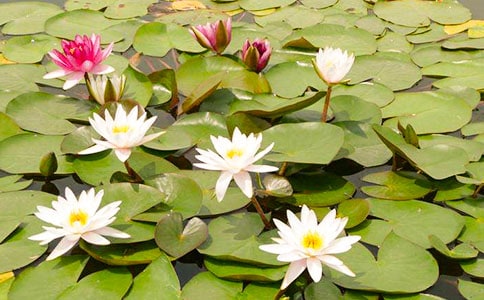 ���˯ɏ���g(sh��)�̰�