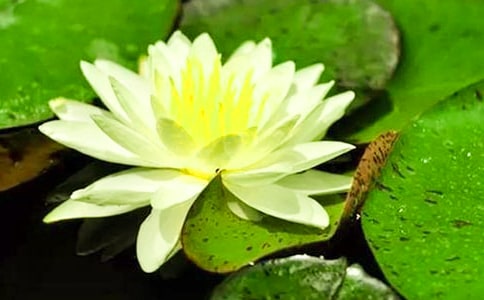 大班科學(xué)睡蓮花開教案反思