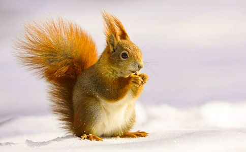 �����M�ҁ������󡷽̰�