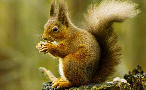 �а��w���옷��С����̰�