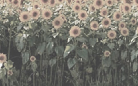 太陽(yáng)花作文