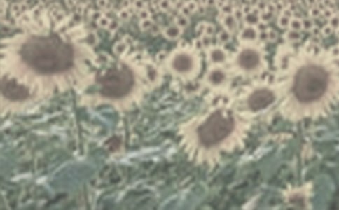 ����̫ꖻ�����