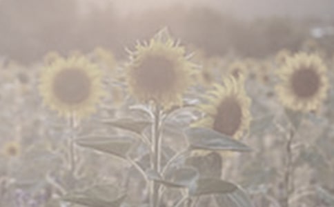 ���NһƬ̫�(y��ng)�����̌W(xu��)��˼