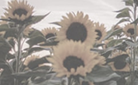 ���NһƬ̫ꖻ��� �n�ĵ��w��