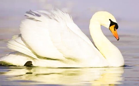 讀《野天鵝》有感(通用16篇)