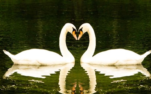 野天鵝的讀后感